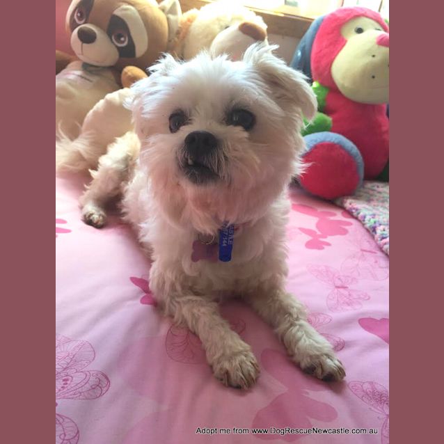 Photo of Sally (On Trial 10/10/14) ~ Pretty Maltese X