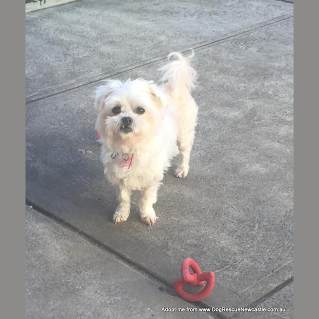 Photo of Sally (On Trial 10/10/14) ~ Pretty Maltese X