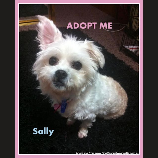Photo of Sally (On Trial 10/10/14) ~ Pretty Maltese X