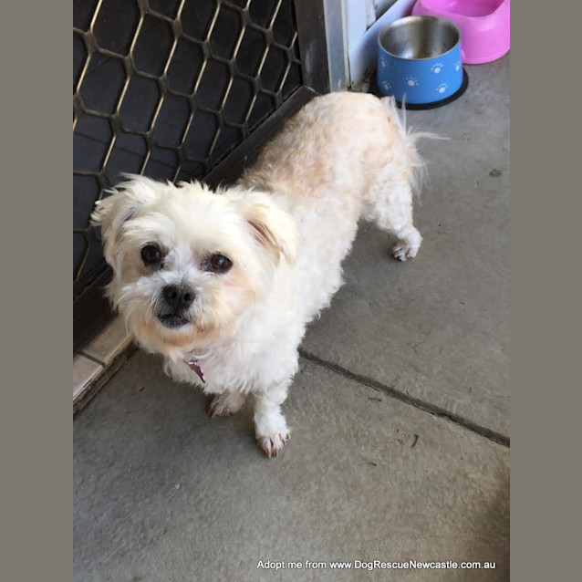 Photo of Sally (On Trial 10/10/14) ~ Pretty Maltese X