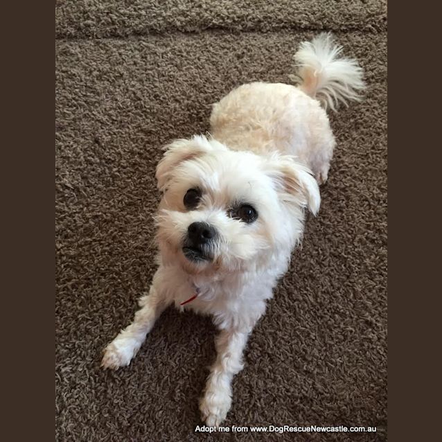 Photo of Sally (On Trial 10/10/14) ~ Pretty Maltese X