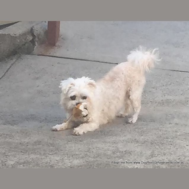 Photo of Sally (On Trial 10/10/14) ~ Pretty Maltese X