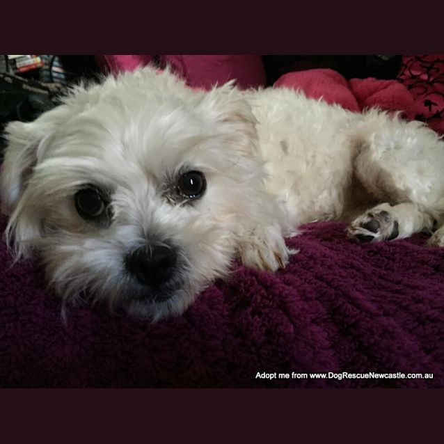 Photo of Sally (On Trial 10/10/14) ~ Pretty Maltese X