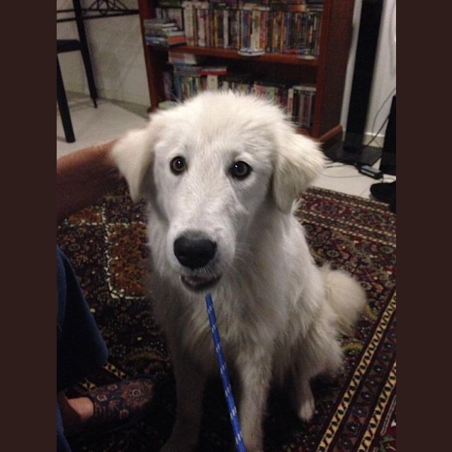 Photo of Nanook 