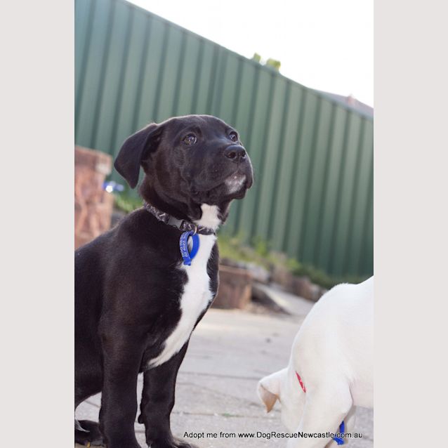 Photo of Baloo (On Trial 14/10/14) ~ Lab X Bull Arab Puppy
