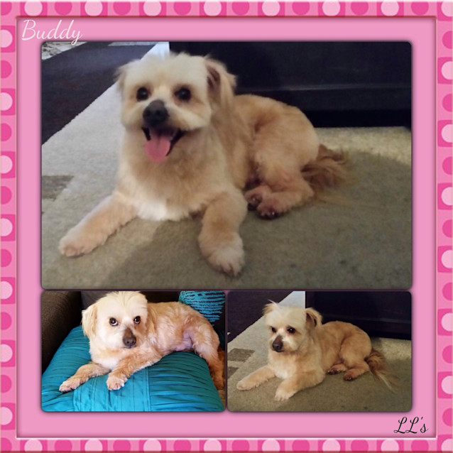 Photo of Buddy