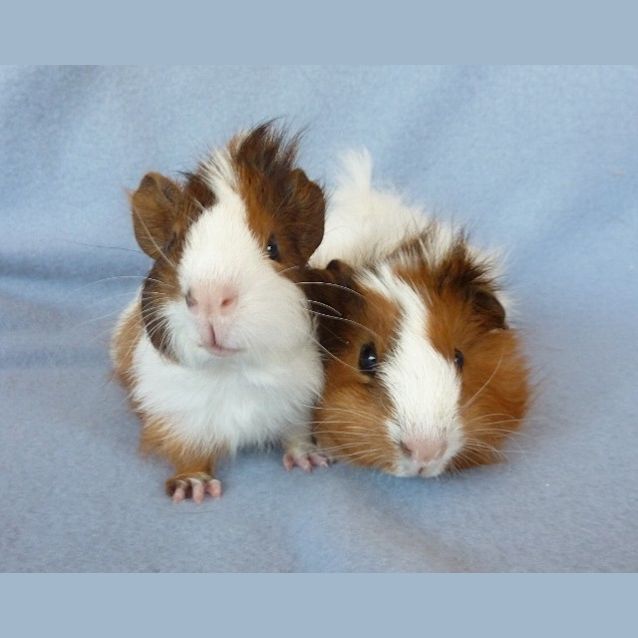 Photo of Minion And Gadget