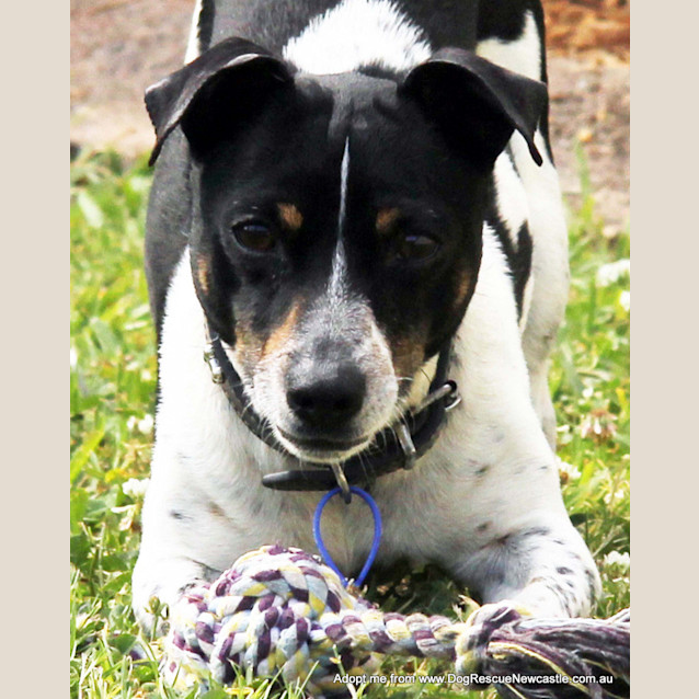 Photo of Turbo ~ 5yo Mini Foxy (On Trial 22/10/14)