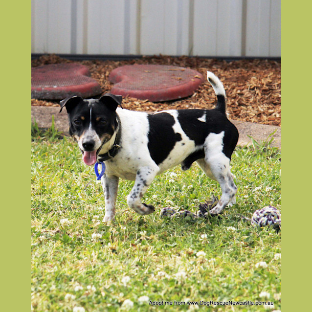 Photo of Turbo ~ 5yo Mini Foxy (On Trial 22/10/14)