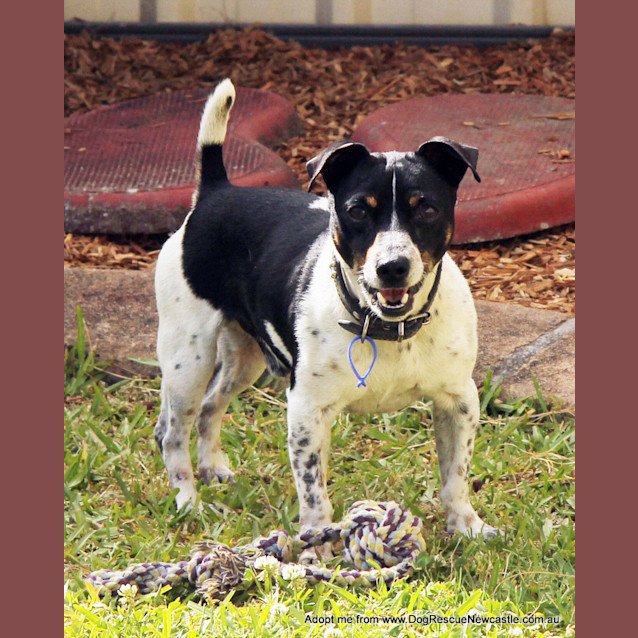 Photo of Turbo ~ 5yo Mini Foxy (On Trial 22/10/14)