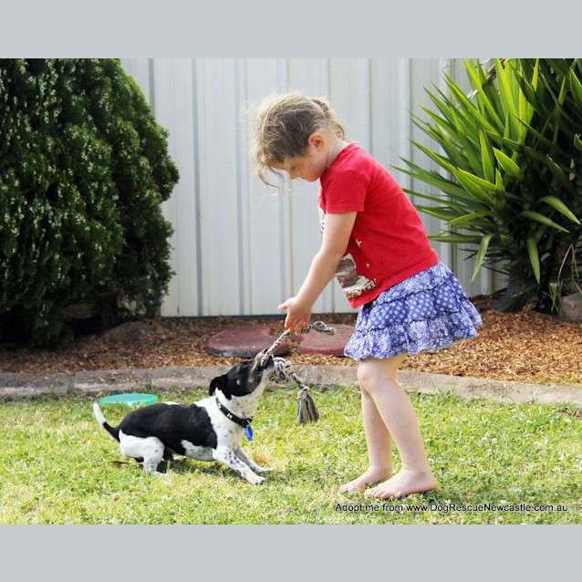 Photo of Turbo ~ 5yo Mini Foxy (On Trial 22/10/14)