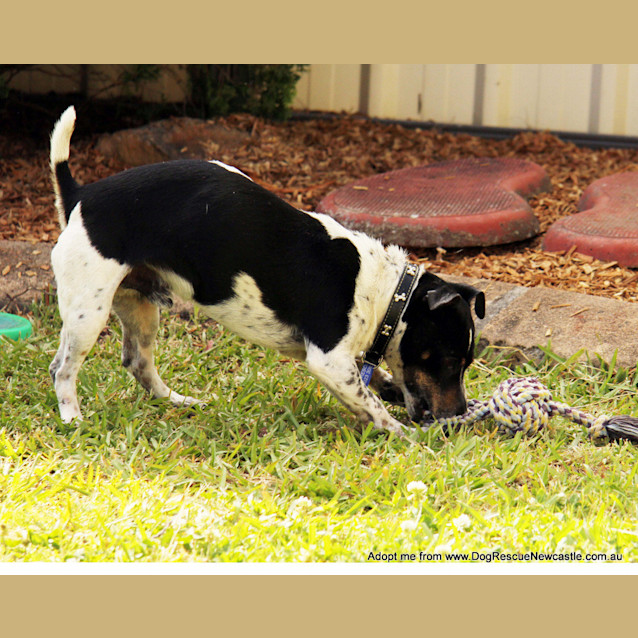 Photo of Turbo ~ 5yo Mini Foxy (On Trial 22/10/14)