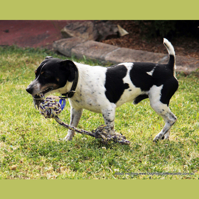 Photo of Turbo ~ 5yo Mini Foxy (On Trial 22/10/14)