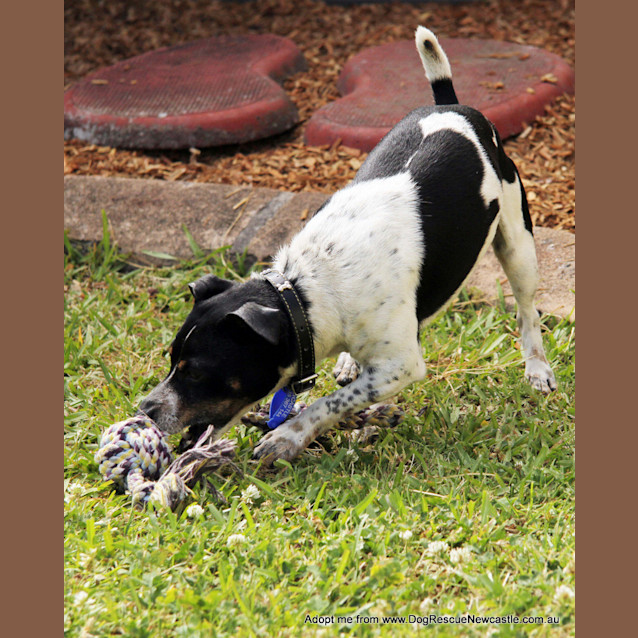 Photo of Turbo ~ 5yo Mini Foxy (On Trial 22/10/14)