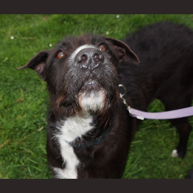 Photo of Stella