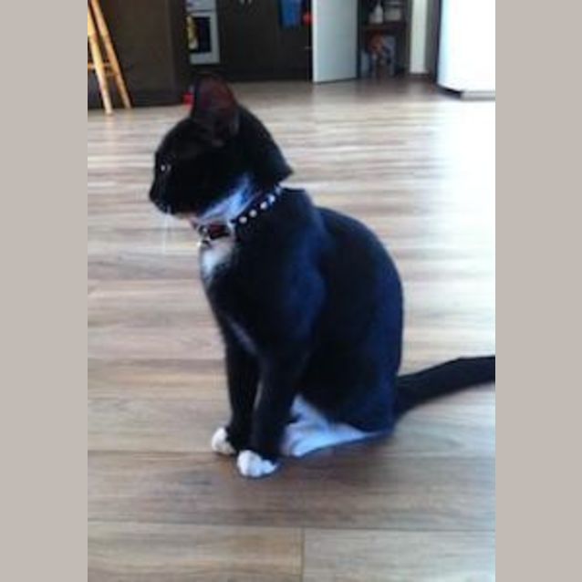 Photo of Boo (Be C20286) *Adopted*