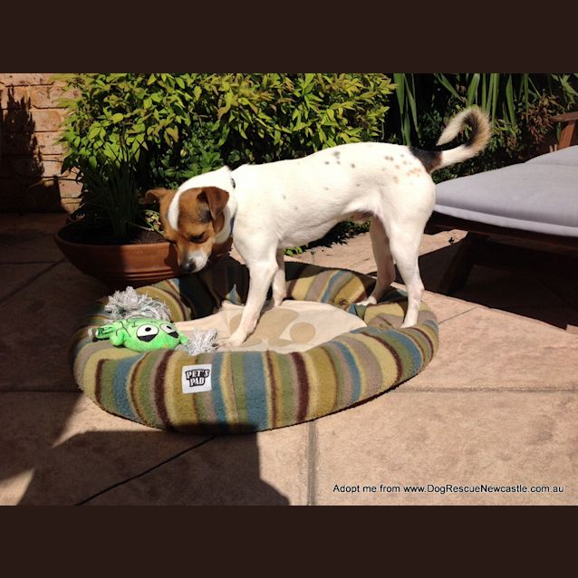 Photo of Billy Jay (On Trial 16/11/14)~ Mini Foxy X Jrt