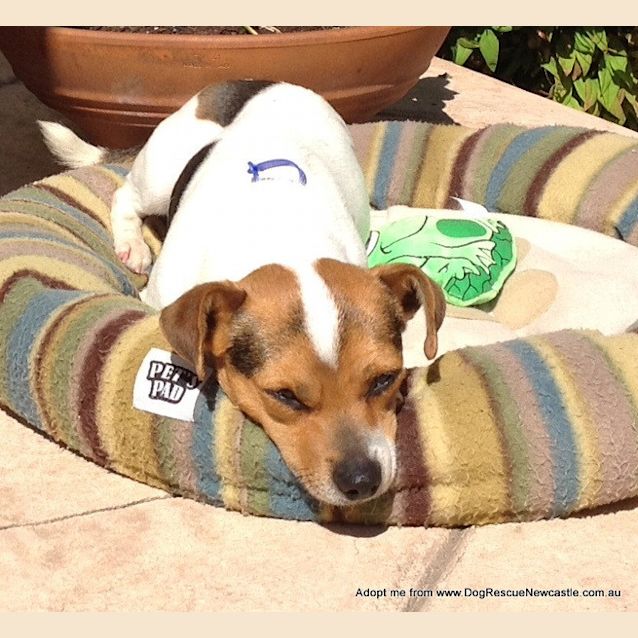 Photo of Billy Jay (On Trial 16/11/14)~ Mini Foxy X Jrt