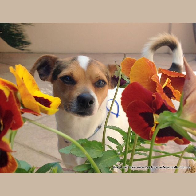 Photo of Billy Jay (On Trial 16/11/14)~ Mini Foxy X Jrt