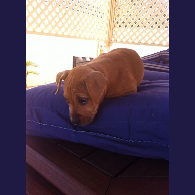 Photo of Nala