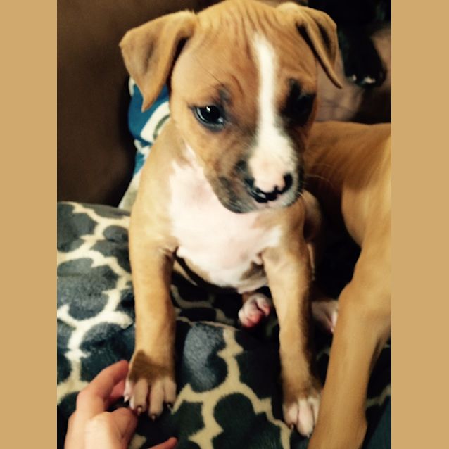 Photo of Indigo