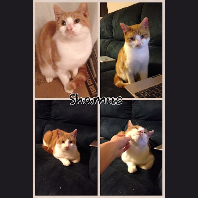 Photo of Shamus