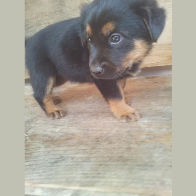 Photo of Bella