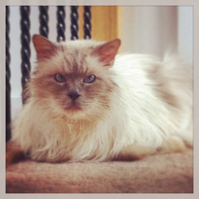 Photo of Rudy The Ragdoll
