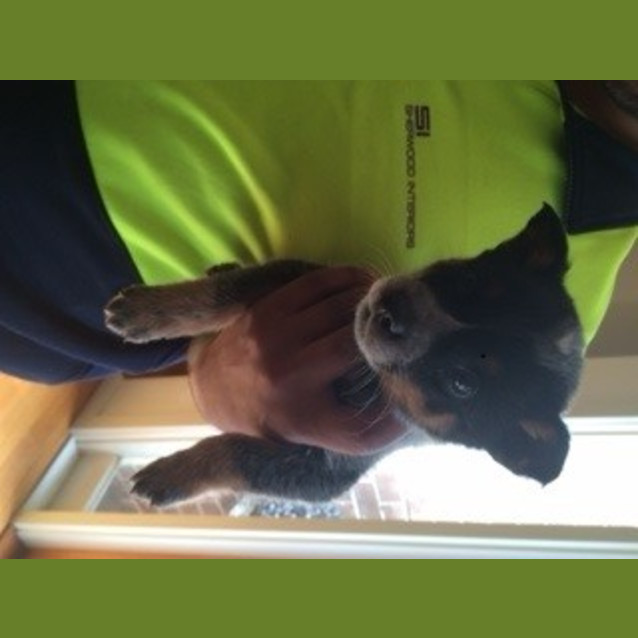 Photo of Archie
