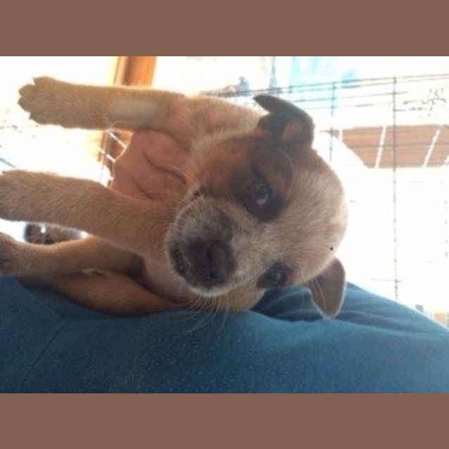 Photo of Ginger