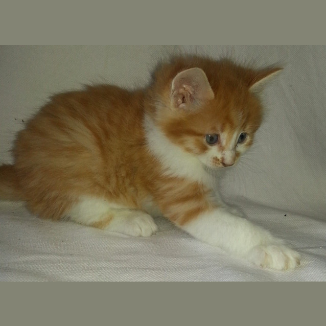Photo of Brodey