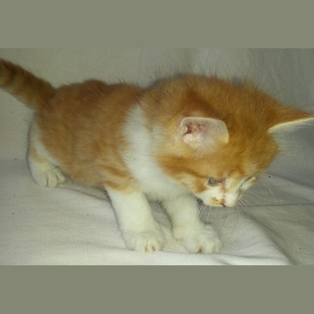 Photo of Brodey