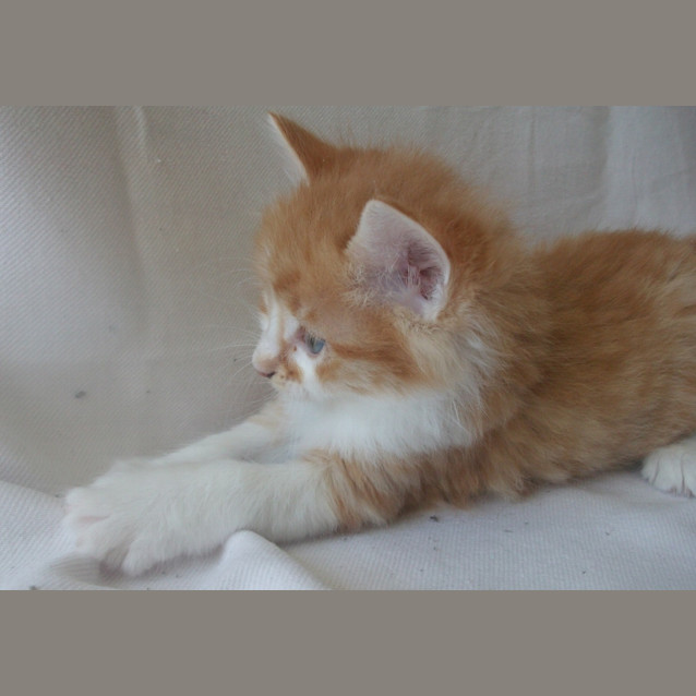 Photo of Brodey