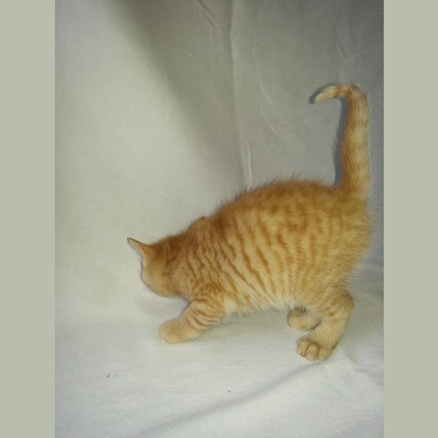 Photo of Dennis