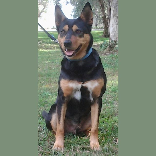 Photo of 091 3658 Rocky