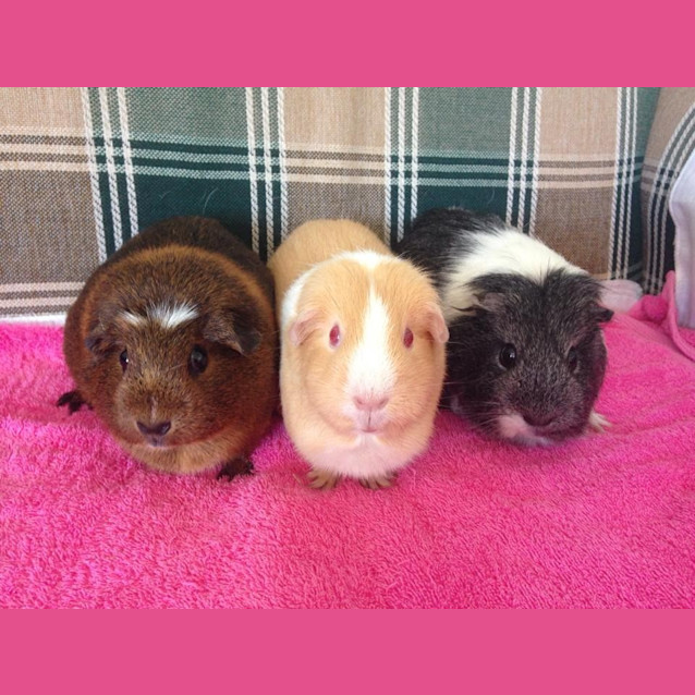 Photo of Daisy, Caramella And Millie