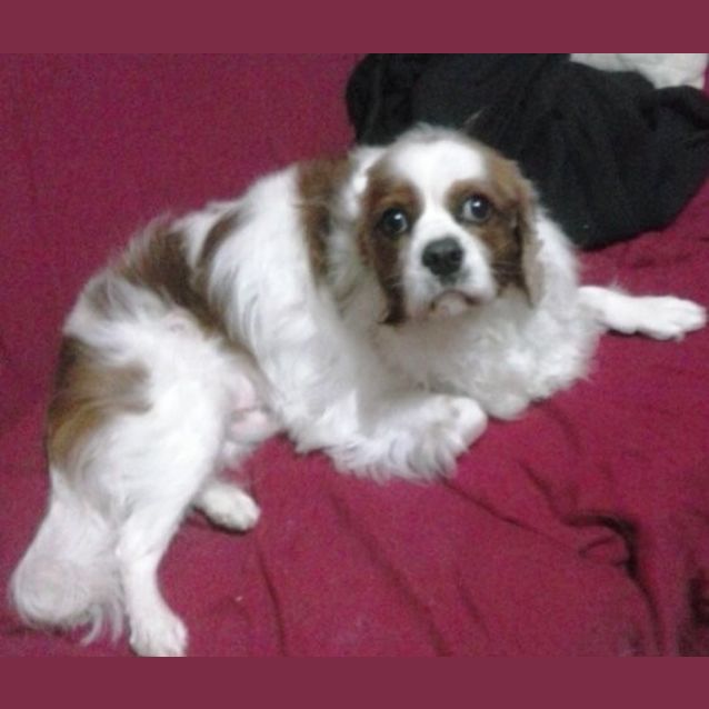 Photo of Bailey