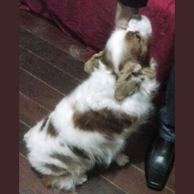 Photo of Bailey