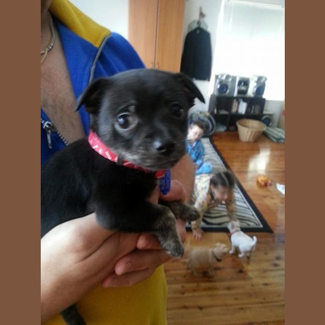 Photo of Georgia Rose ~ Rehomed 11/10/14