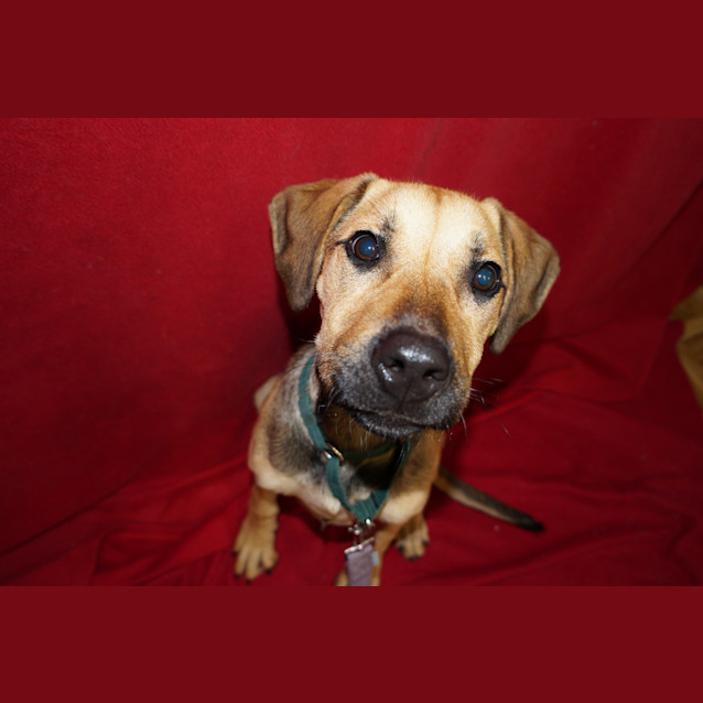 Photo of Cocoa