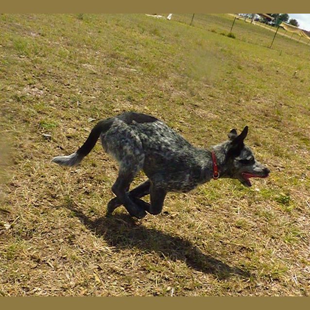 Photo of Ralph (Adoption Pending)