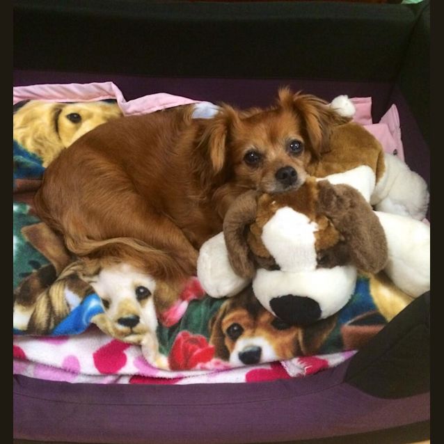 Photo of Tiny Tot (On Trial 19/10/14) ~ Tibetan Spaniel