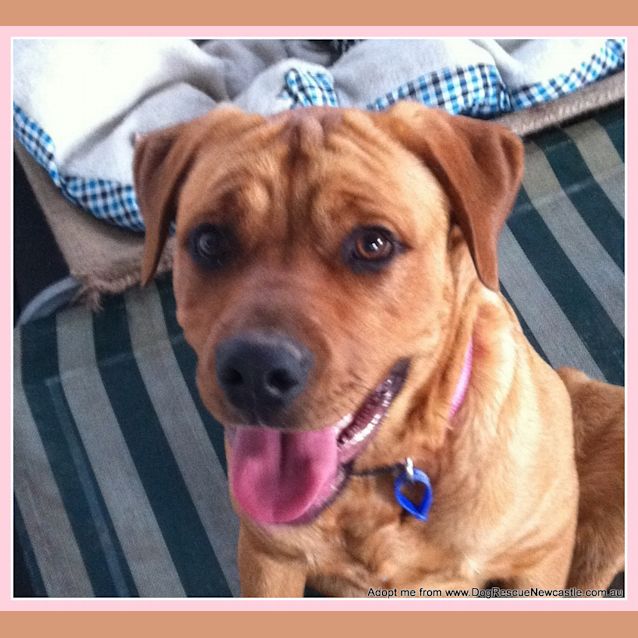 Photo of Mc Kenna (On Trial 21/11/14)~ Rotti X Labrador
