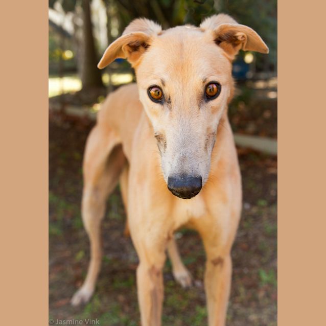 Photo of Paparazzi's Favourite "Bentley". Brisbane