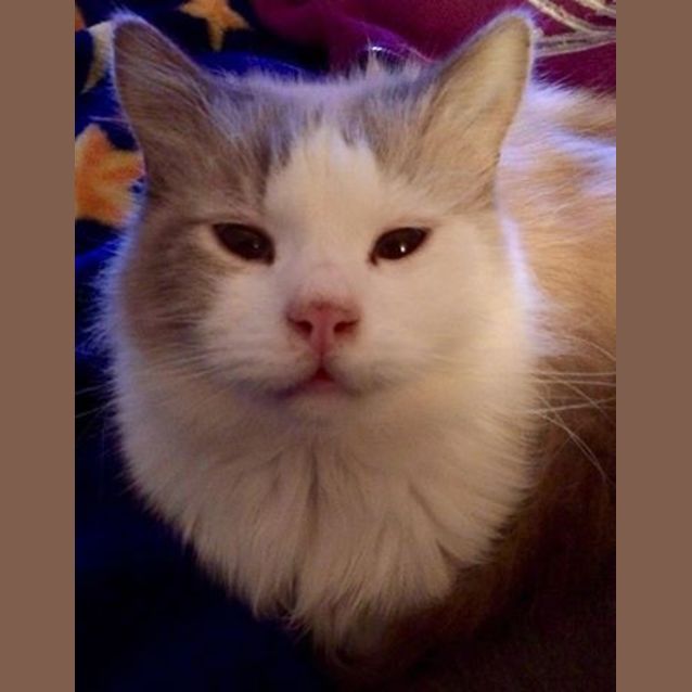 Photo of "Dusty ( Birman X) "  Purrfect Match