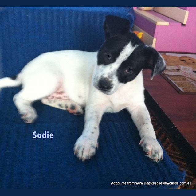 Photo of Sadie (On Trial 8/11/14)~ Bc X Kelpie Puppy