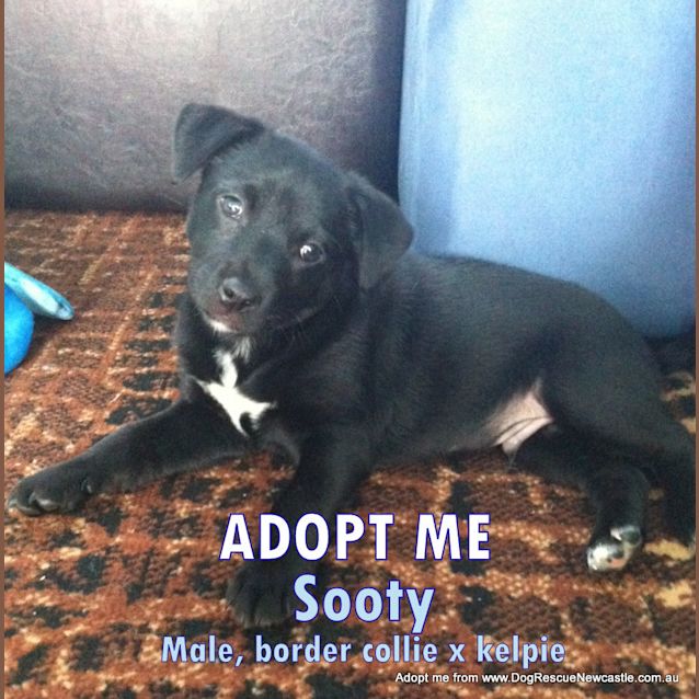 Photo of Sadie (On Trial 8/11/14)~ Bc X Kelpie Puppy