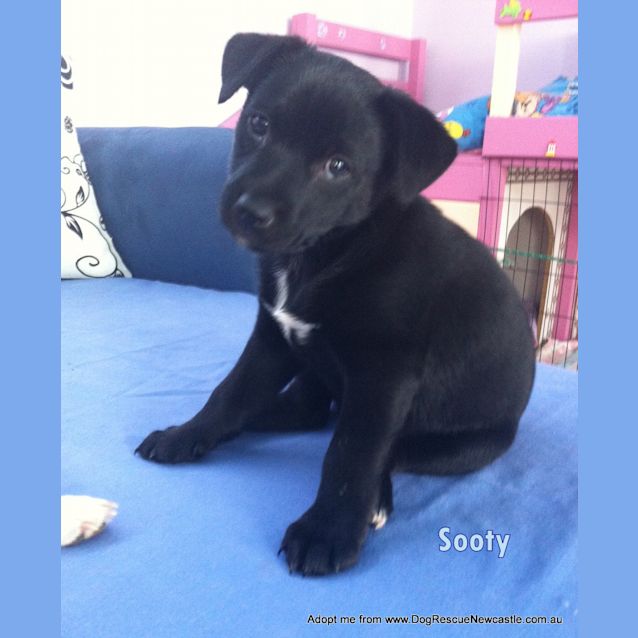 Photo of Sooty (On Trial 7/11/14) ~ Bc X Kelpie Puppy