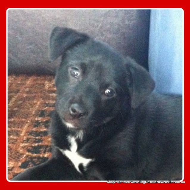 Photo of Sooty (On Trial 7/11/14) ~ Bc X Kelpie Puppy