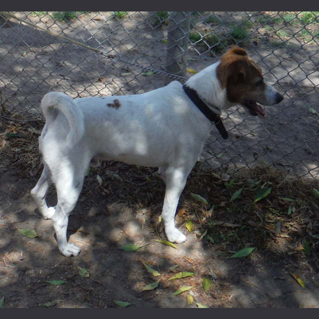 Photo of Toby